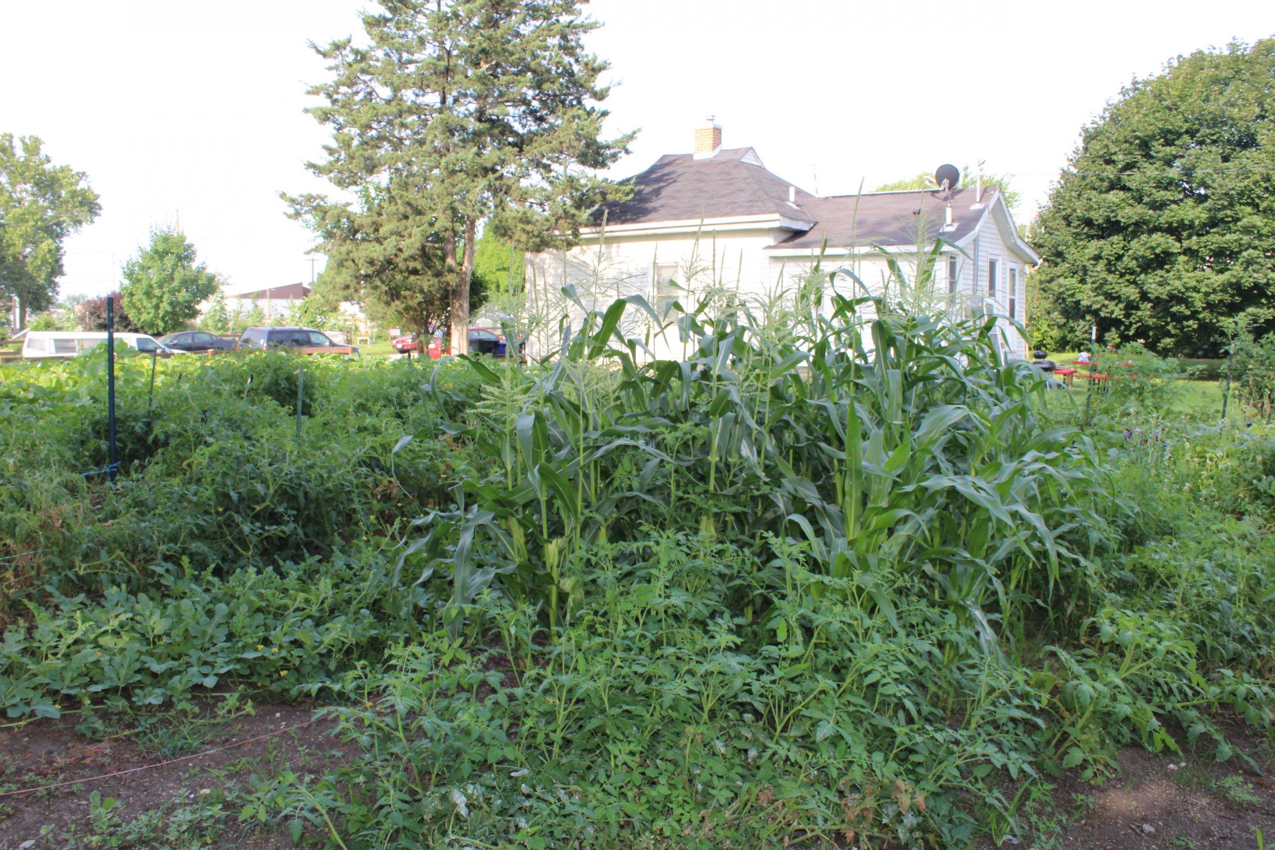 Community gardens