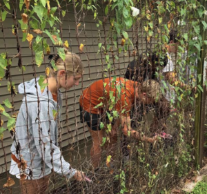 fence